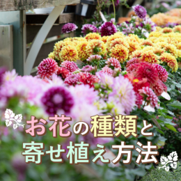 【ガーデニング】秋に楽しめる、お花の種類と寄せ植え方法