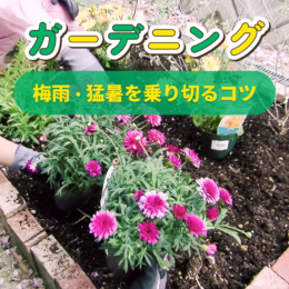 夏におすすめのお花は？梅雨・猛暑を乗り切るガーデニングのコツ！