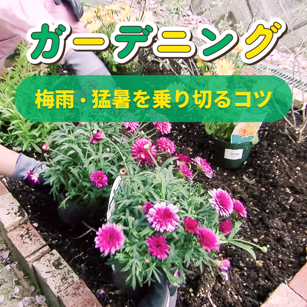夏におすすめのお花は？梅雨・猛暑を乗り切るガーデニングのコツ！