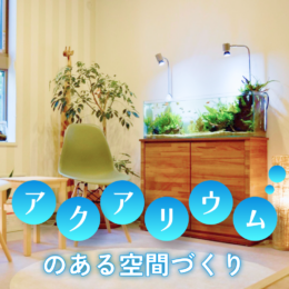 ショップの魅せ方に学ぶ、「アクアリウム」のある空間づくりのコツ